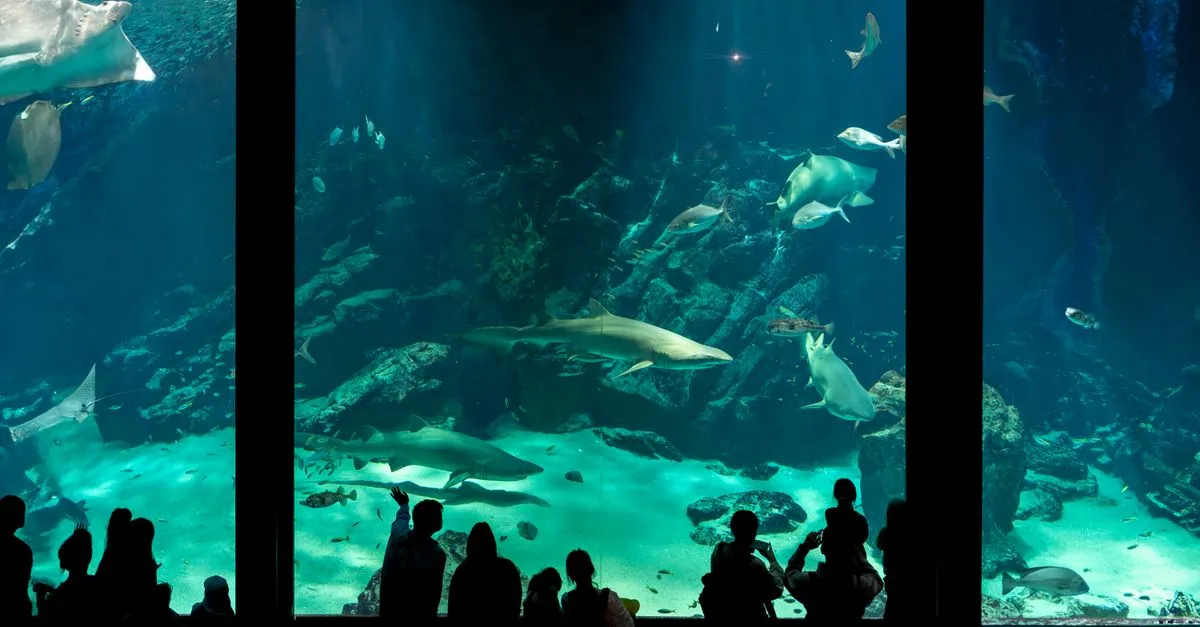 Visitors watching sharks at a large aquarium tank