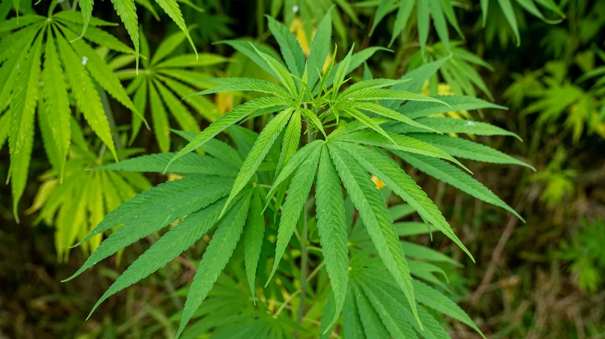 THCa Flower vs THC Flower: What the Difference Actually Is