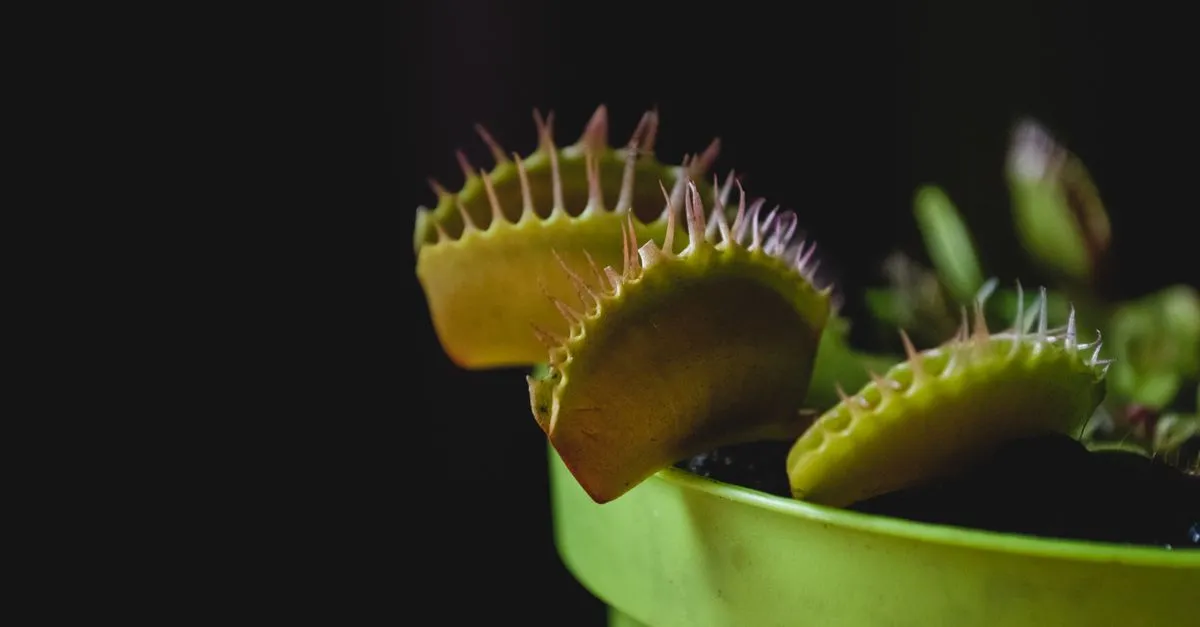 Venus flytrap, the carnivorous plant native to the Carolina Beach area