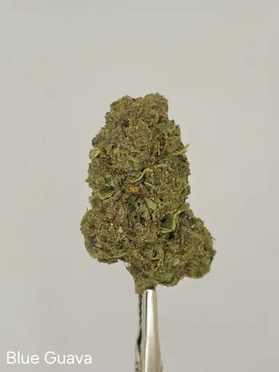 Blue Guava