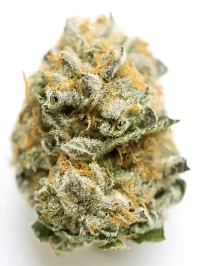 Key Lime Jack