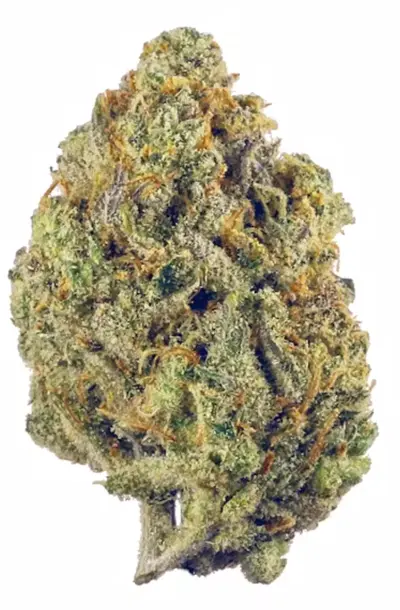 Sour Jack