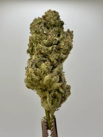 Oregon Mac