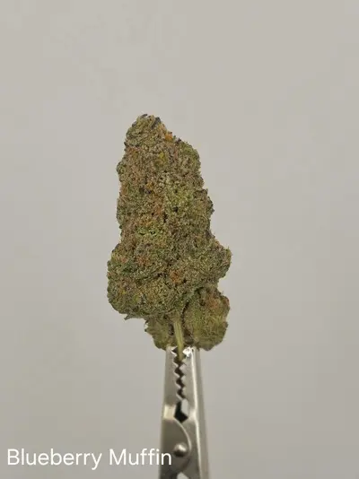 Blueberry Muffin
