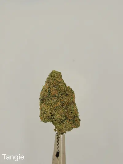 Tangie