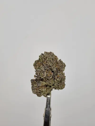 Grape Warheads