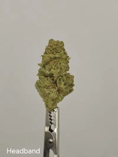Headband OG