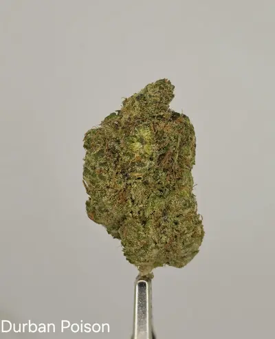 Durban Poison