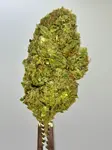 Lemon Cherry Gelato