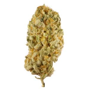 Available Strains