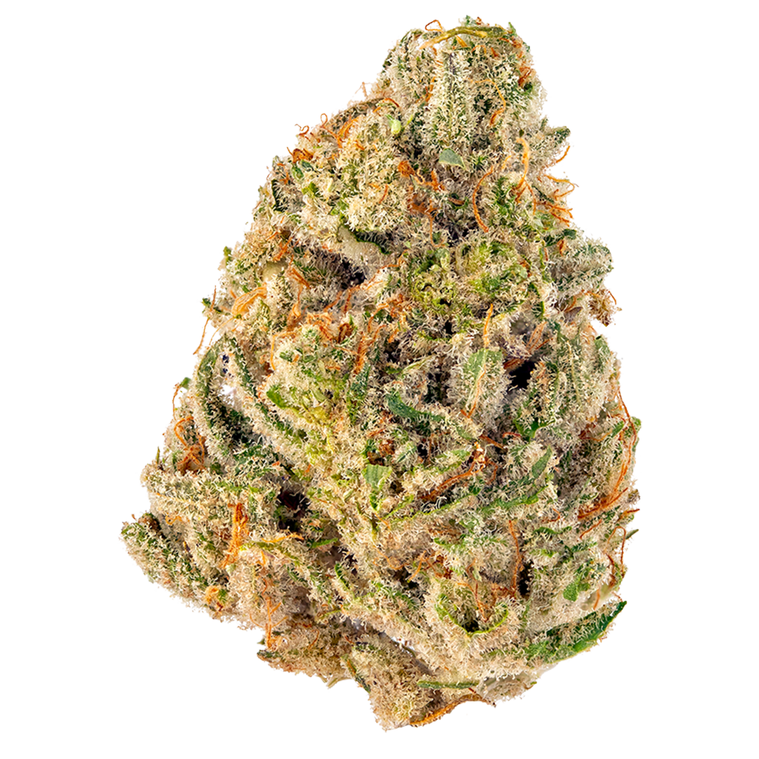 Online Featured Strain <br/>of the Week <br/><span style="color: #800080; font-size: 22px;"><strong>Hybrid: Jealousy</strong></span>